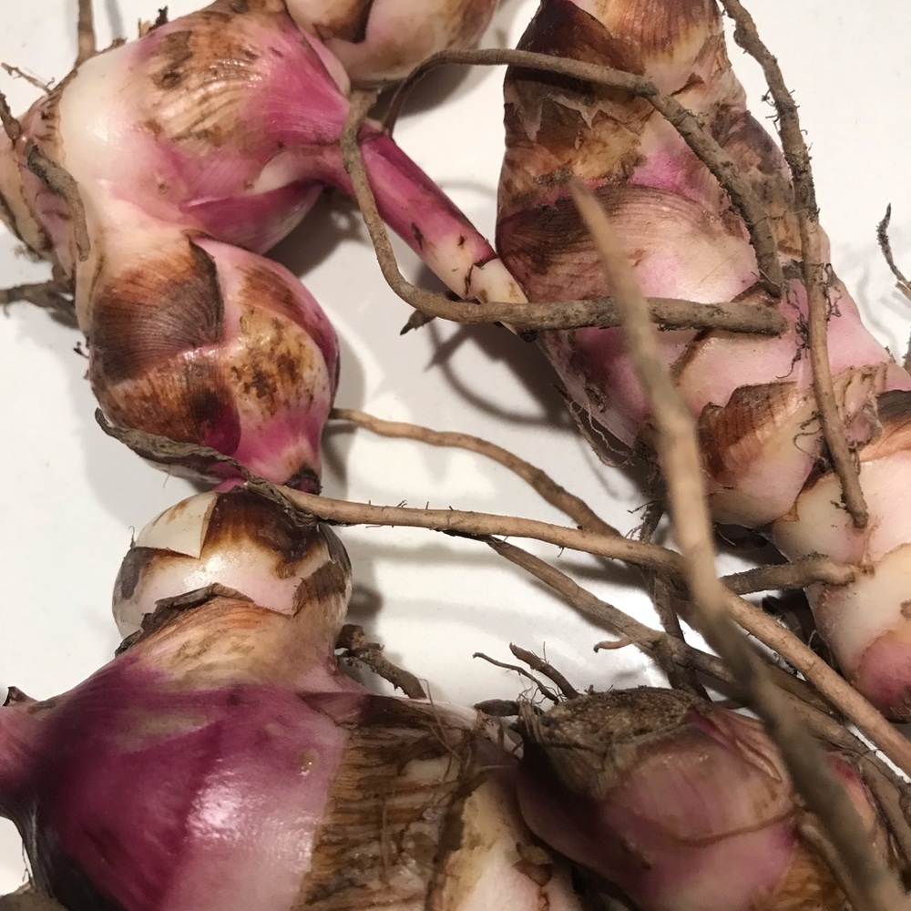 Canna Lilly Bulbs. Red Jumbo Plants.Tall Plant Green Leaf Lily Rhizomes - Picture 4 of 7